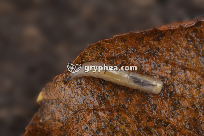 Mouche - Larve ou asticot  - gryphea.com